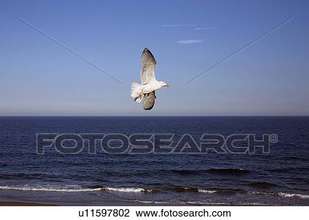 Seagull soaring over ocean View Large Photo Image Stock Image - Seagull soaring over ocean. Fotosearch