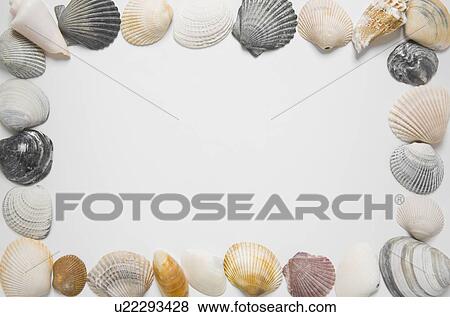 Stock Photo - Seashells in shape of picture frame. Fotosearch