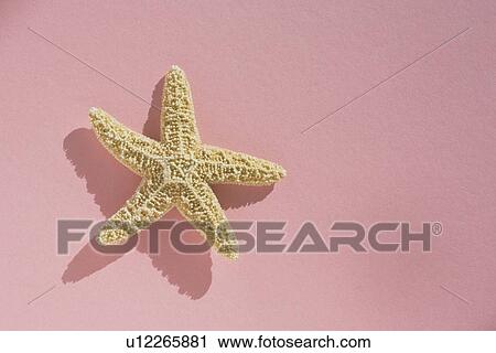 Starfish View Large Photo Image Stock Image - Starfish. Fotosearch