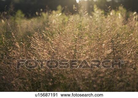 Stock Image - Tall grass at sunset. Fotosearch