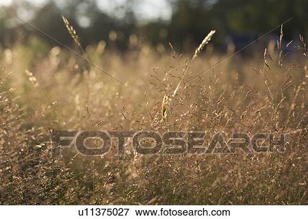Tall grass at sunset View Large Photo Image Stock Photo - Tall grass at sunset. Fotosearch