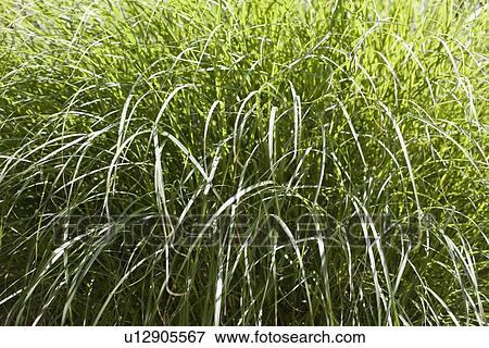 Stock Photo - Tall green grass. Fotosearch