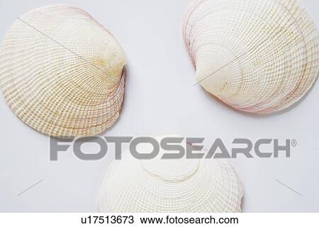 Three clam shells View Large Photo Image Stock Image - Three clam shells. Fotosearch