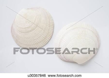 Stock Photograph - Two clam shells. Fotosearch