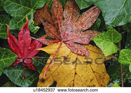 Wet autumn leaves View Large Photo Image Stock Photo - Wet autumn leaves. Fotosearch
