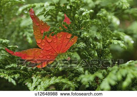 Stock Photo - Wet red leaf on cedar tree. Fotosearch