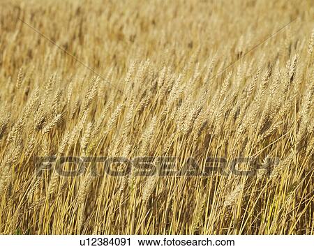 Stock Image - Wheat field. Fotosearch