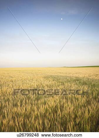Wheat field View Large Photo Image Stock Photo - Wheat field. Fotosearch
