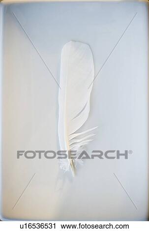 Stock Image - White feather. Fotosearch
