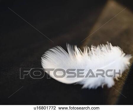 Stock Image - White feather. Fotosearch