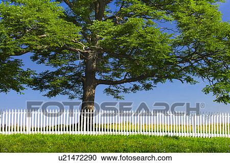 White picket fence in front of large tree View Large Photo Image Stock Image - White picket fence in front of large tree. Fotosearch