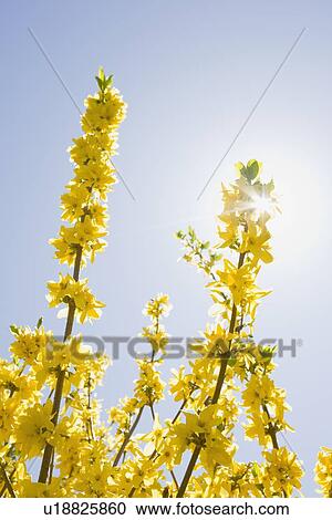 Stock Image - Yellow forsythia flowers. Fotosearch