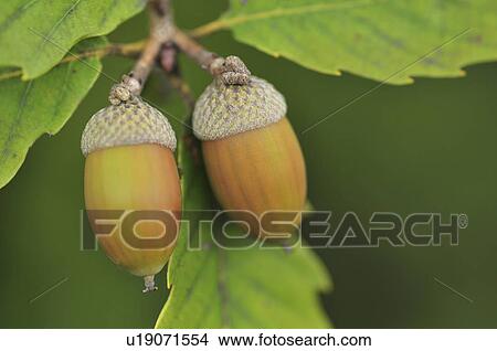 Picture - Acorns on Konara oak (Quercus serrata Thunb. ), Chiba Prefecture, Honshu, Japan. Fotosearch