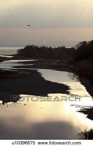 Stock Photography - Ado river at dawn, Shiga Prefecture, Honshu, Japan. Fotosearch