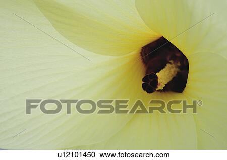 Stock Image - Aibika (Abelmoschus manihot), Chiba Prefecture, Honshu, Japan. Fotosearch