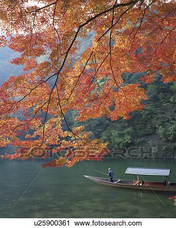 Arashiyama Ooi river and Japanese maple in autumn, Kyoto Prefecture, Honshu, Japan View Large Photo Image Stock Image - Arashiyama Ooi river and Japanese maple in autumn, Kyoto Prefecture, Honshu, Japan. Fotosearch