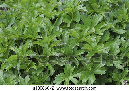 Stock Image - Astrantia major (Great masterwort), Okayama Prefecture, Honshu, Japan. Fotosearch