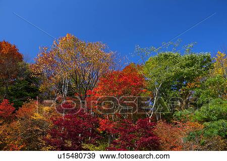 Autumanl Trees in Kannon Swam Forest Park View Large Photo Image Stock Photo - Autumanl Trees in Kannon Swam Forest Park. Fotosearch