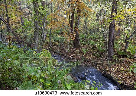 Stock Image - Autumnal Leaves and Stream at Goshiki Swamp. Fotosearch