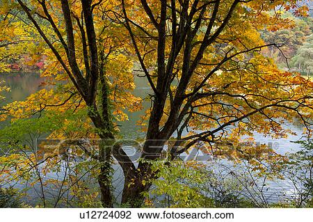 Stock Image - Autumnal Tree at Lake Daigenta. Fotosearch