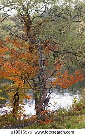 Stock Photography - Autumnal Tree by Pond. Fotosearch