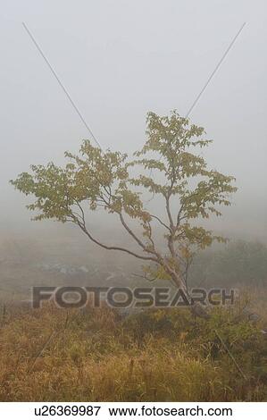 Autumnal Tree in Fog View Large Photo Image Stock Photo - Autumnal Tree in Fog. Fotosearch