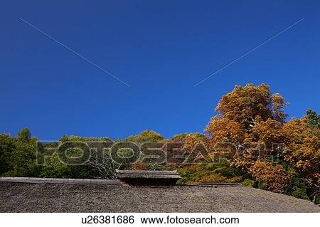 Autumnal Trees Behind Roof View Large Photo Image Stock Photograph - Autumnal Trees Behind Roof. Fotosearch