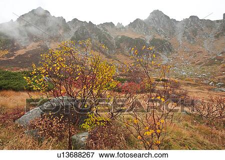 Stock Photo - Autumnal Trees in Mountain. Fotosearch