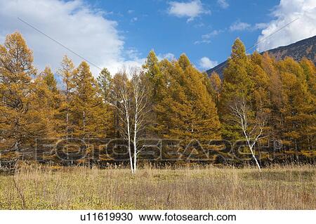 Stock Image - Autumnal Trees in Senjogahara. Fotosearch