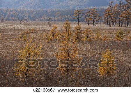 Autumnal Trees in Senjogahara View Large Photo Image Stock Photo - Autumnal Trees in Senjogahara. Fotosearch