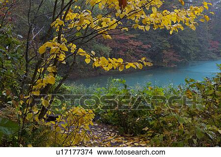Autumnal Trees Near Pond View Large Photo Image Picture - Autumnal Trees Near Pond. Fotosearch