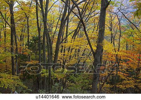 Autumnal Trees Near Yutaki Falls View Large Photo Image Stock Photograph - Autumnal Trees Near Yutaki Falls. Fotosearch