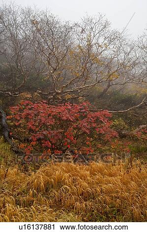 Stock Image - Autumnal Trees. Fotosearch