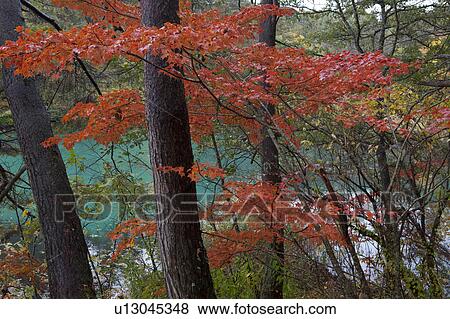 Stock Photo - Autumnal Trees. Fotosearch