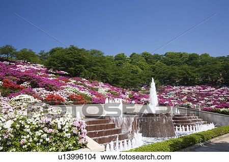 Azalea at Nishiyama park, Fukui Prefecture, Honshu, Japan View Large Photo Image Picture - Azalea at Nishiyama park, Fukui Prefecture, Honshu, Japan. Fotosearch