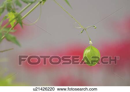 Balloon vines (Cardiospermum halicacabum), Chiba Prefecture, Honshu, Japan View Large Photo Image Stock Image - Balloon vines (Cardiospermum halicacabum), Chiba Prefecture, Honshu, Japan . Fotosearch