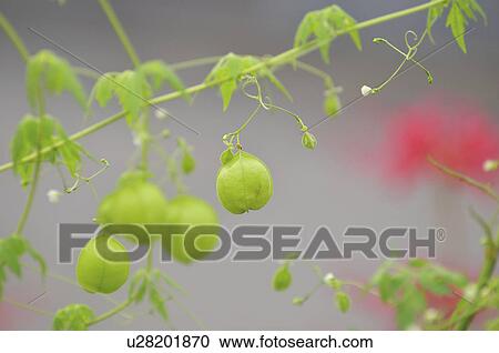Stock Image - Balloon vines (Cardiospermum halicacabum), Chiba Prefecture, Honshu, Japan . Fotosearch
