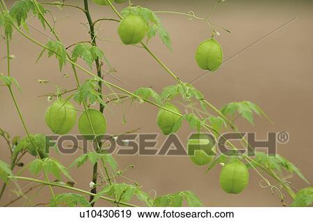 Stock Photo - Balloon vines (Cardiospermum halicacabum), Chiba Prefecture, Honshu, Japan . Fotosearch