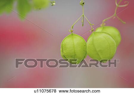 Stock Photo - Balloon vines (Cardiospermum halicacabum), Chiba Prefecture, Honshu, Japan . Fotosearch
