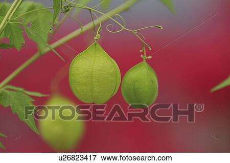 Stock Photo - Balloon vines (Cardiospermum halicacabum), Chiba Prefecture, Honshu, Japan . Fotosearch