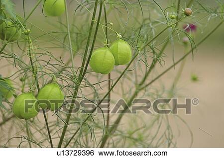 Stock Photograph - Balloon vines (Cardiospermum halicacabum), Chiba Prefecture, Honshu, Japan . Fotosearch