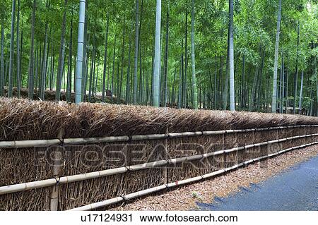 Stock Image - Bamboo grove and fence, Kyoto Prefecture, Honshu, Japan. Fotosearch