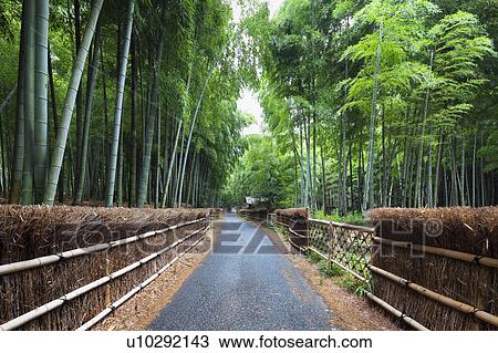 Stock Image - Bamboo grove and footpath, Kyoto Prefecture, Honshu, Japan. Fotosearch