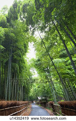 Bamboo grove and footpath, Kyoto Prefecture, Honshu, Japan View Large Photo Image Stock Photo - Bamboo grove and footpath, Kyoto Prefecture, Honshu, Japan. Fotosearch