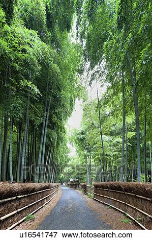 Bamboo grove and footpath, Kyoto Prefecture, Honshu, Japan View Large Photo Image Stock Photo - Bamboo grove and footpath, Kyoto Prefecture, Honshu, Japan. Fotosearch