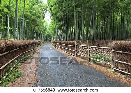 Stock Photo - Bamboo grove and footpath, Kyoto Prefecture, Honshu, Japan. Fotosearch