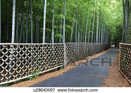 Stock Photo - Bamboo grove and footpath, Kyoto Prefecture, Honshu, Japan. Fotosearch
