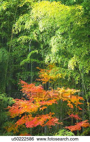 Stock Photograph - Bamboo grove and Japanese maple tree. Fotosearch