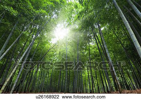 Stock Image - Bamboo grove and sunbeam, Kyoto Prefecture, Honshu, Japan. Fotosearch