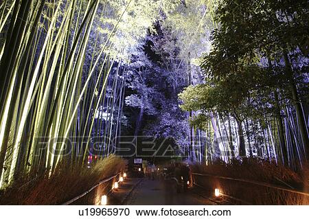 Stock Image - Bamboo grove illuminated at night (Kyoto Arashiyama Hanatouro), Kyoto Prefecture, Honshu, Japan. Fotosearch